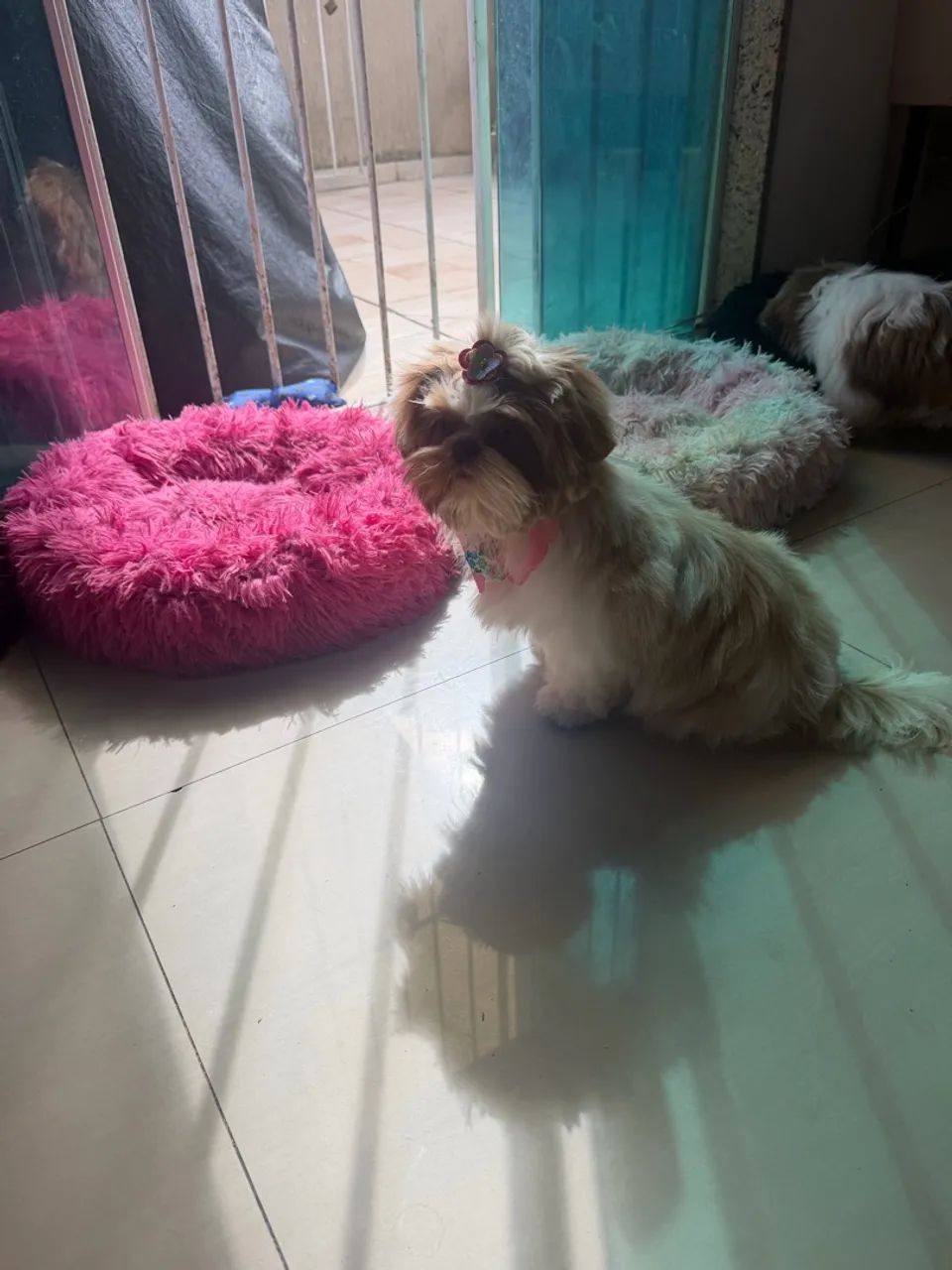 Shitzu fêmea 5 meses - Foto 3