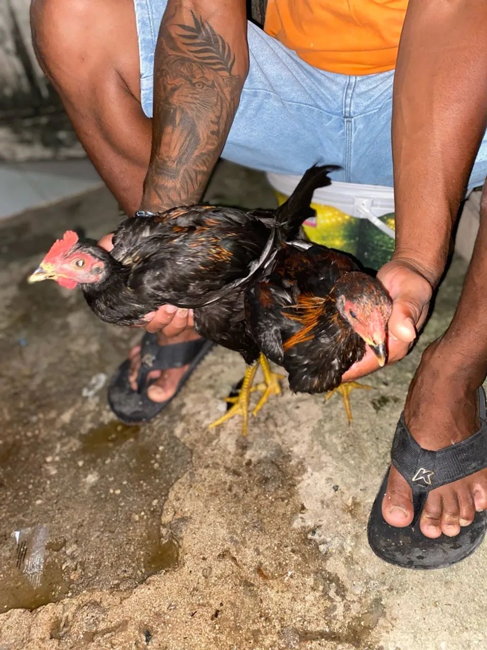 2 casal de frango  - Foto 4