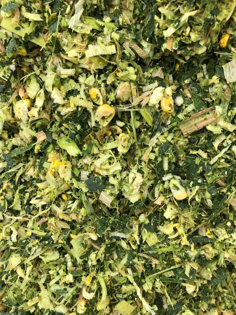 Silo de milho  - Foto 2
