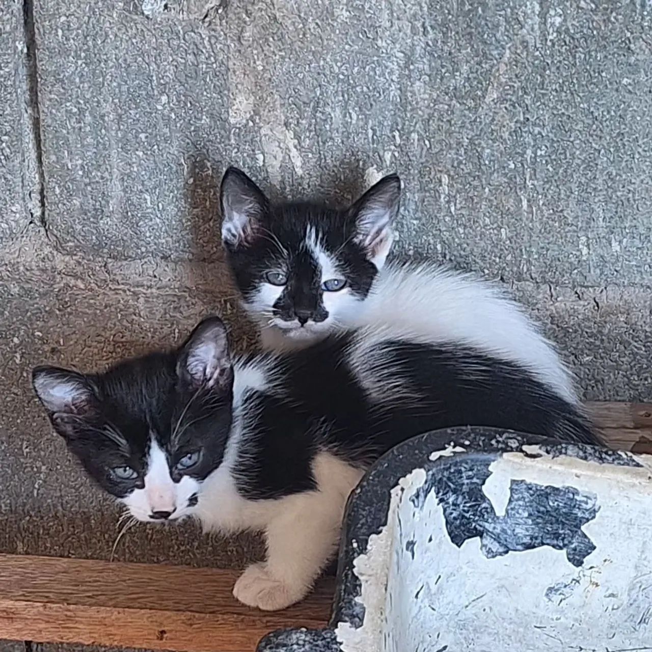 Doação de gatinhos filhotes  - Foto 2