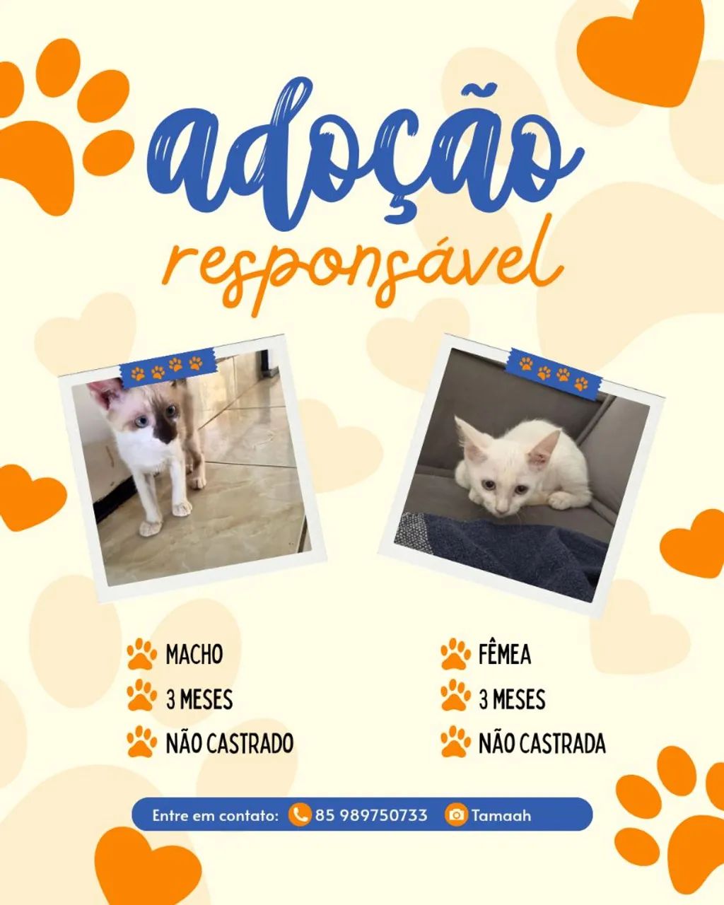 Adoção de gatos
