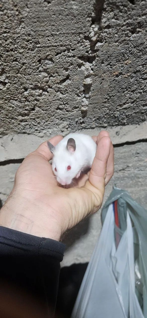 Hamster sírios disponíveis!