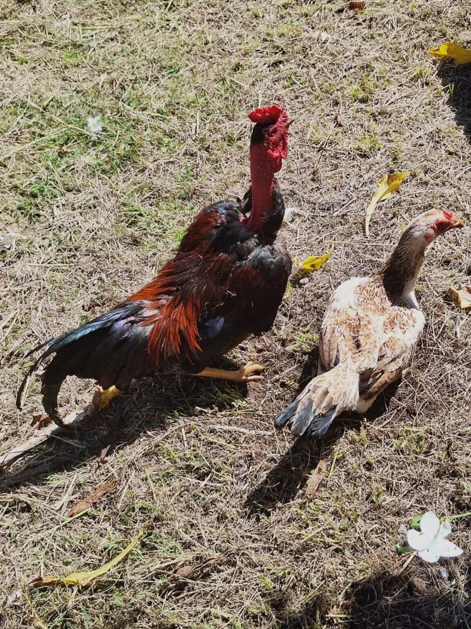 Casa de aves 