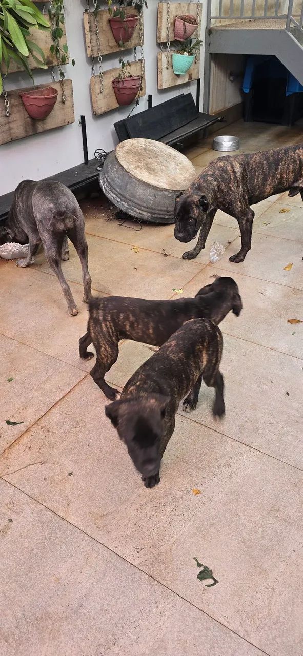 Cane Corso,  fêmea disponível, filhote  - Foto 5