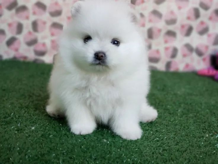 Spitz alemão O novo integrante perfeito para sua família