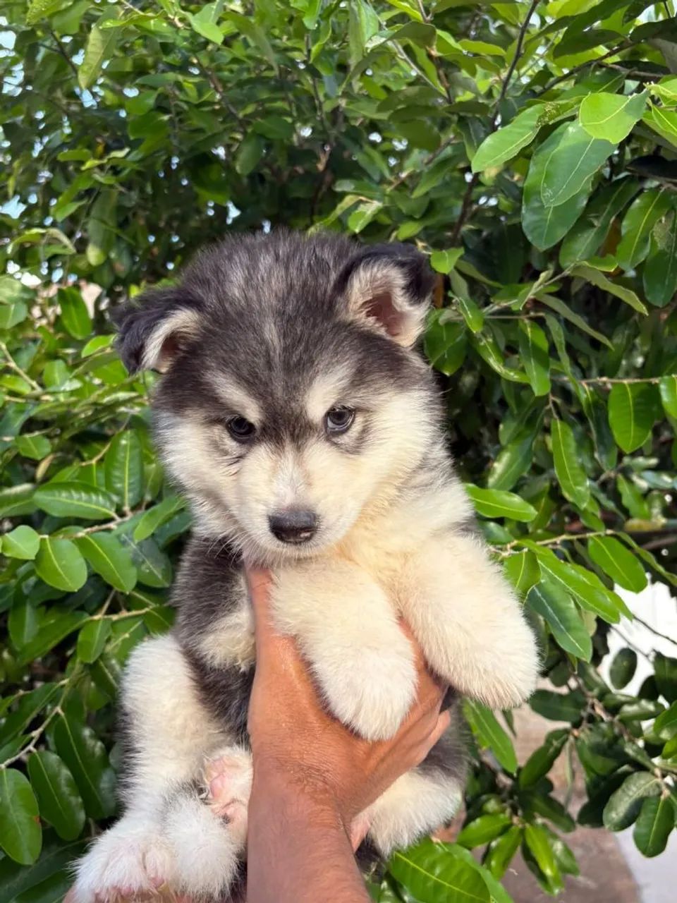 Husky siberiano - com microchip e pedigree macho  - Foto 3