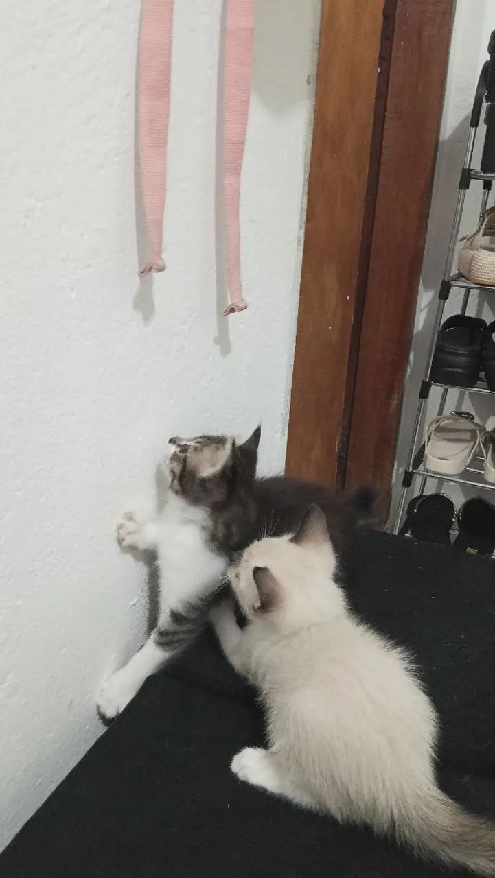 Doação de gatinhos - Foto 4