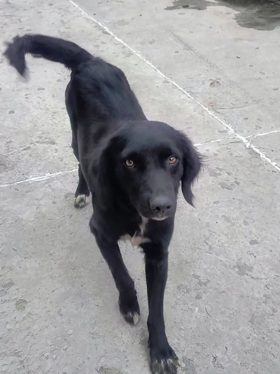 Cachorro adoção 