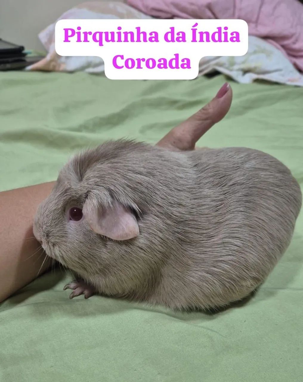 Porquinho da Índia Importado - Foto 2