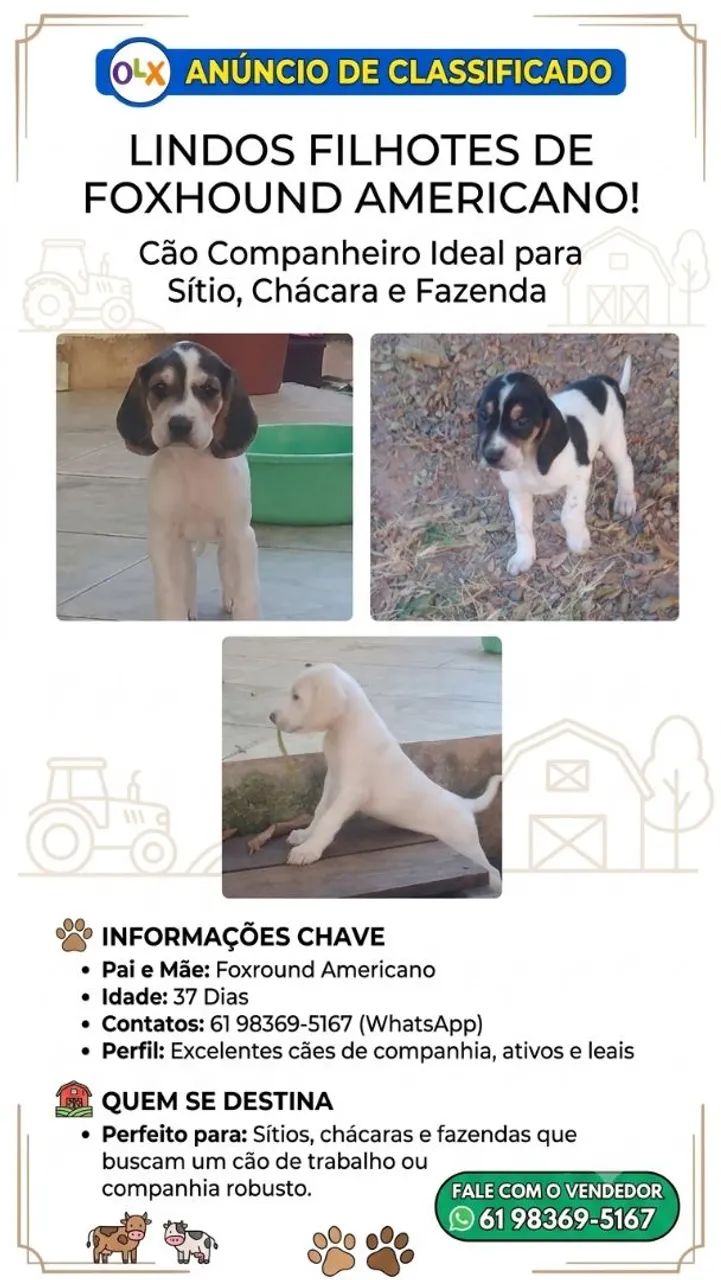 Cachorro 