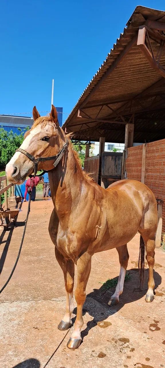 Cavalo Quarto de milha PO