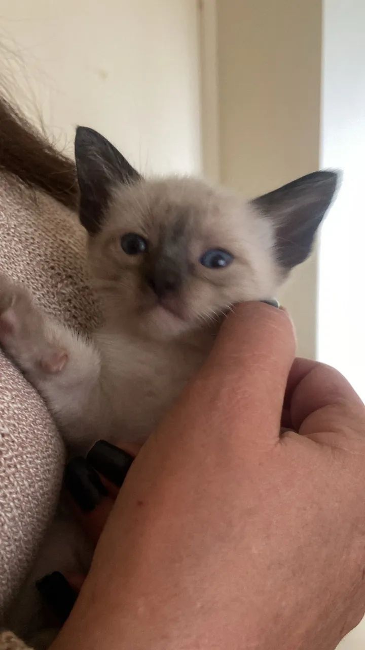 Adoção responsável de pequenos gatinhos - Foto 2