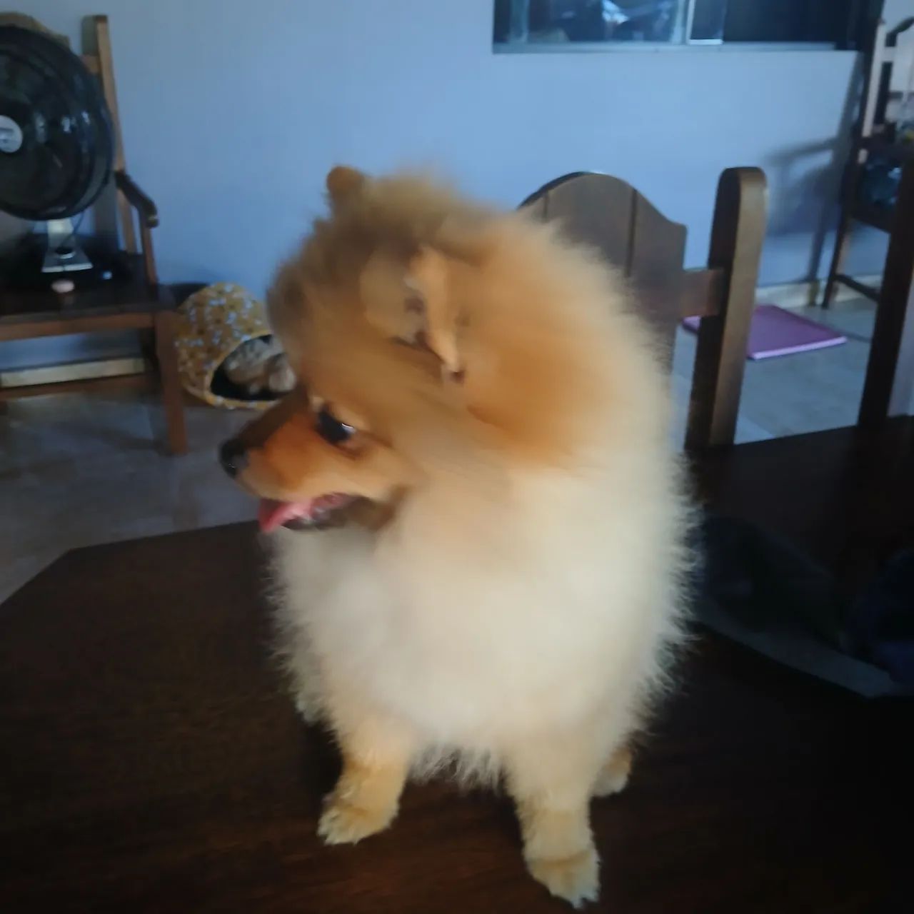 Cachorro  - Foto 3