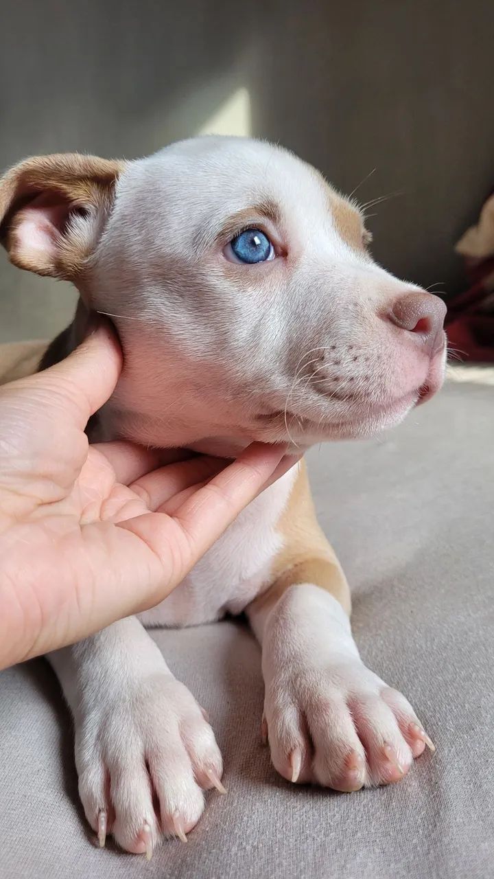 Filhotes American Bully com Pedigree - Foto 4