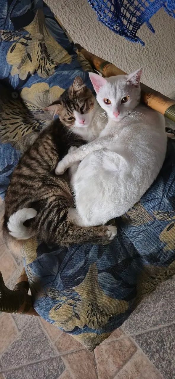 Gatos para adoção responsável 