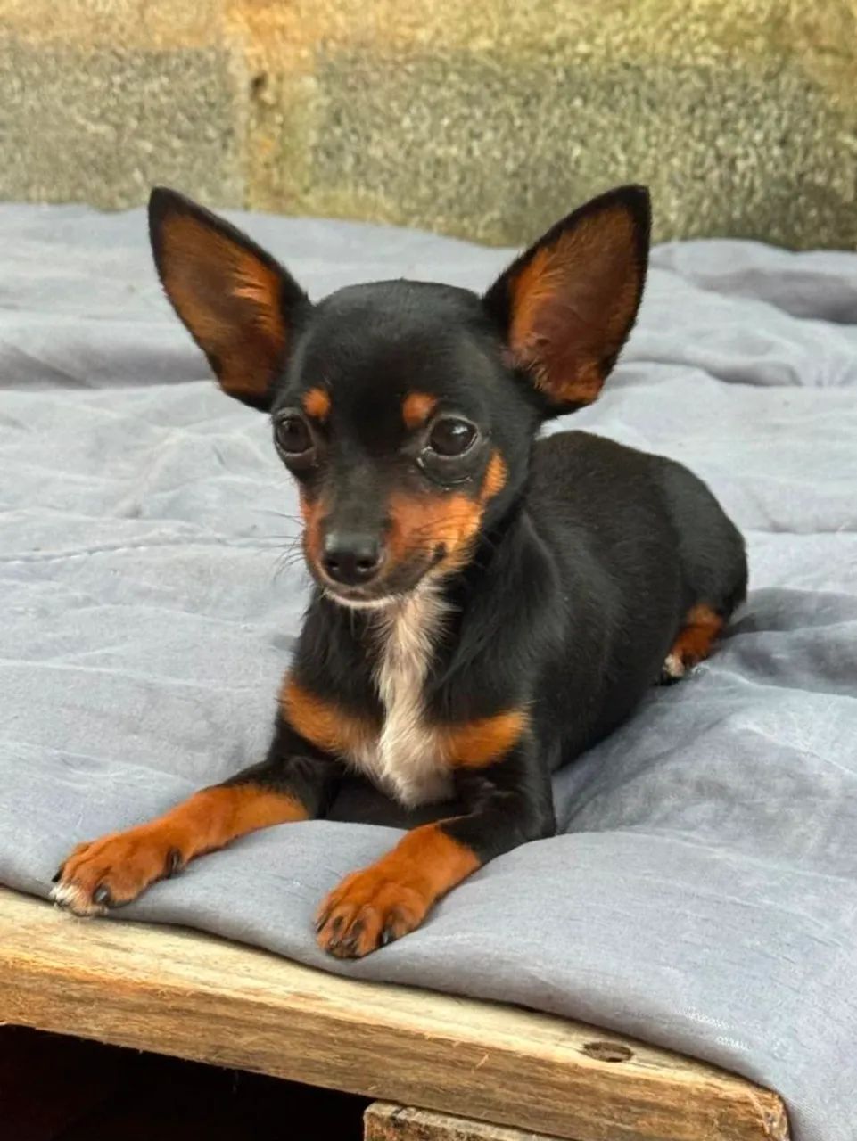 Pinscher macho - Foto 3