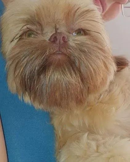 Fêmea shih tzu 