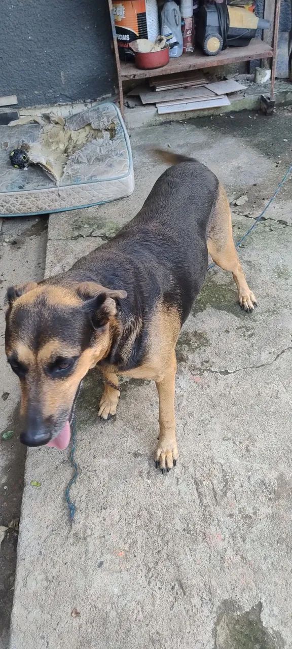 Doação de animais  - Foto 2