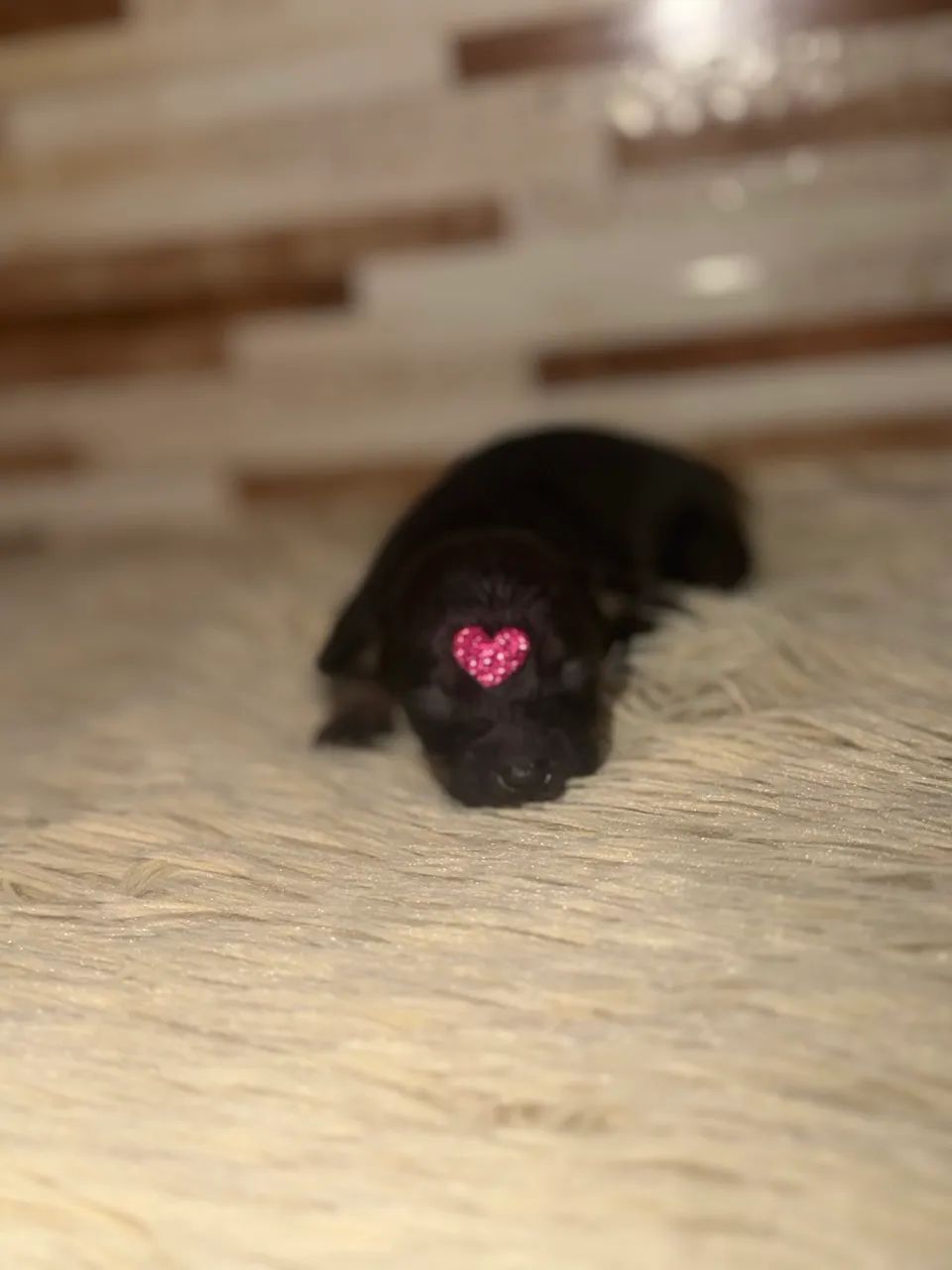 Pinscher zero  - Foto 5
