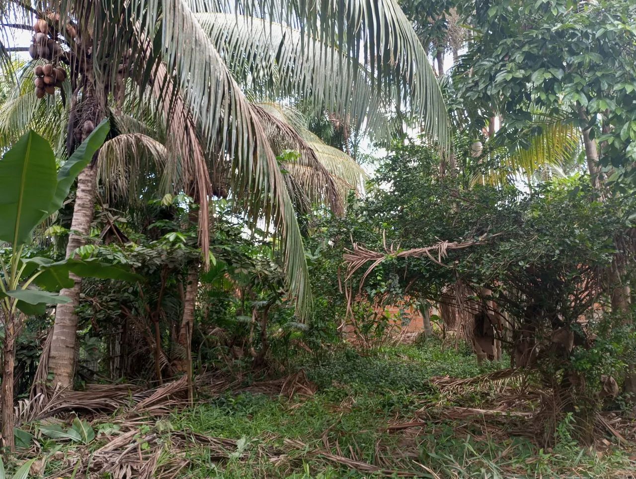 Em pedra branca do Amapari  - Foto 4