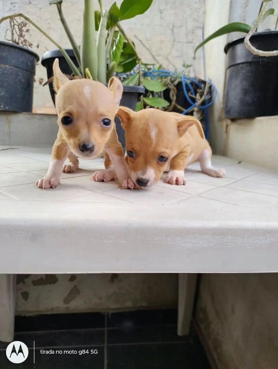 Pinscher  1,700 o casal ou pode comprar separado  - Foto 2
