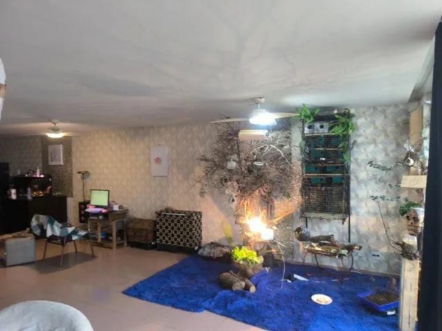 cuidado de passaros residencial e hospedagens em santos - Foto 3