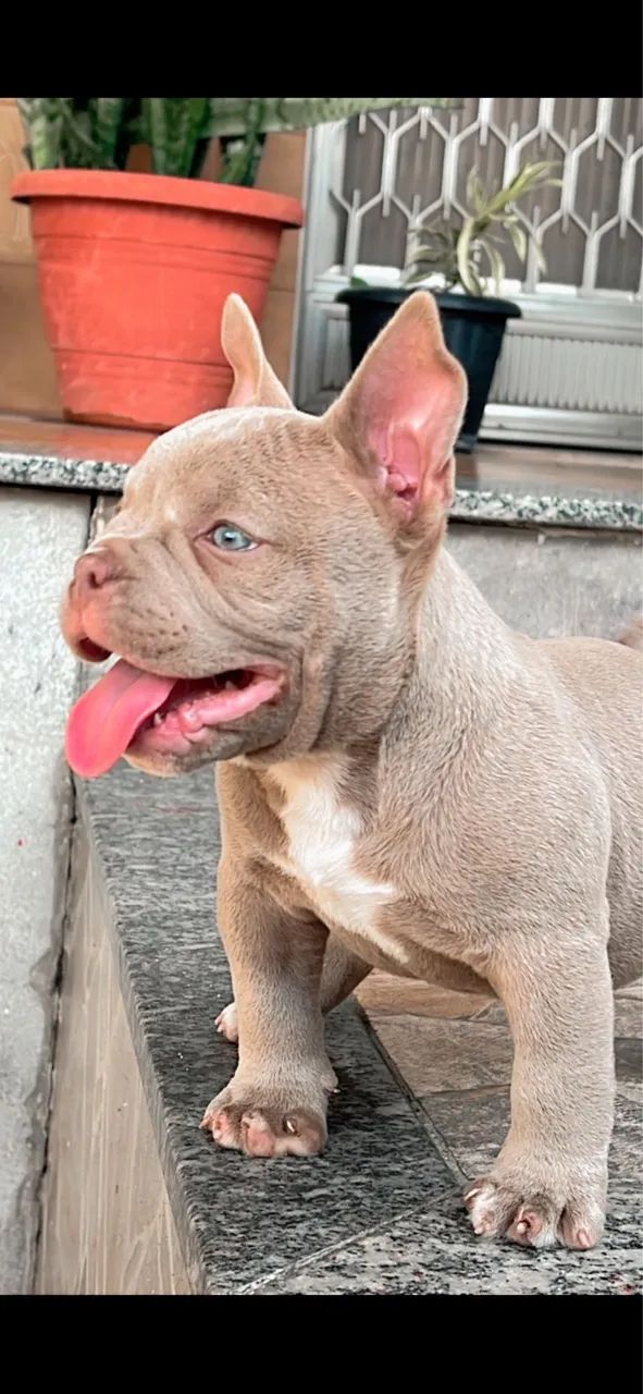 American Bully Micro  - Foto 4