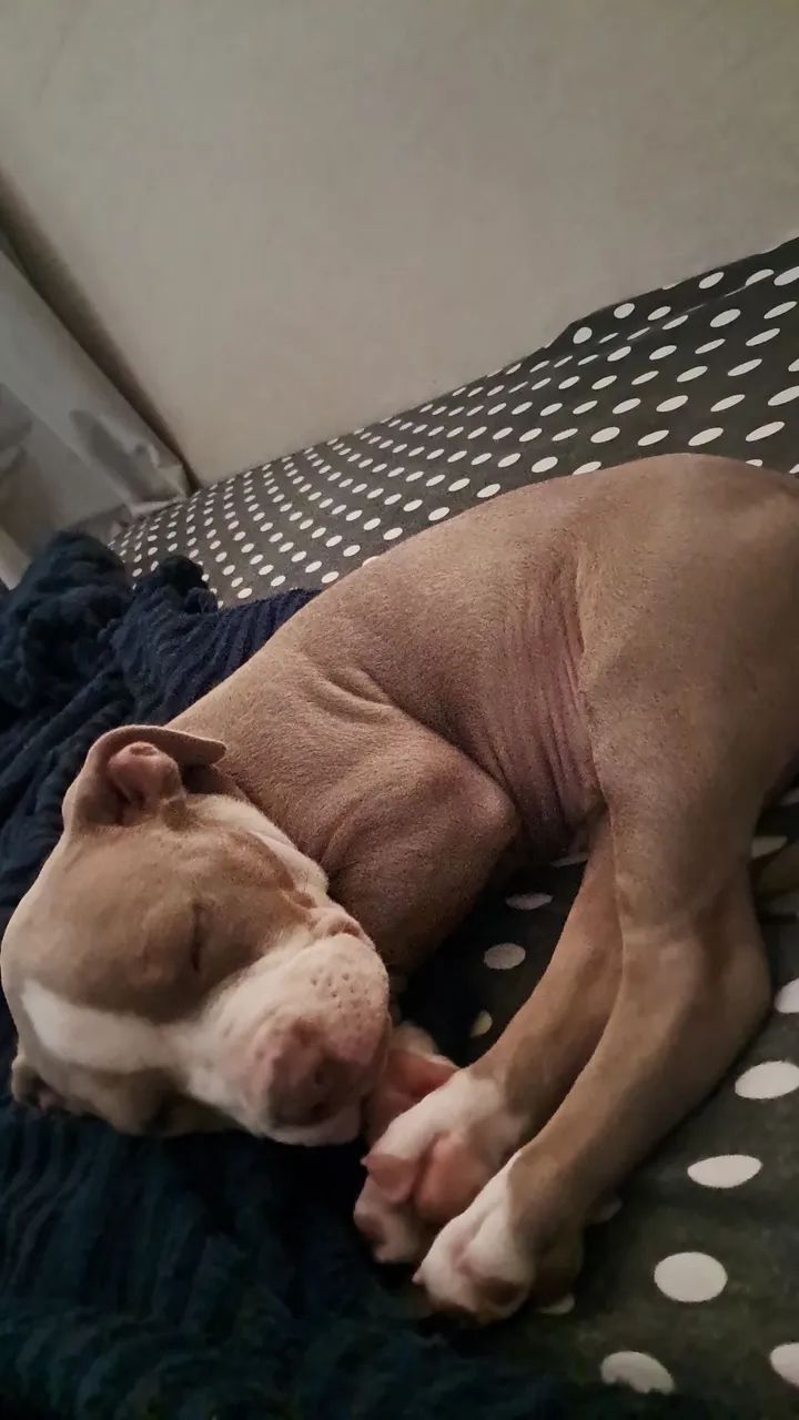 Cachorro  - Foto 5