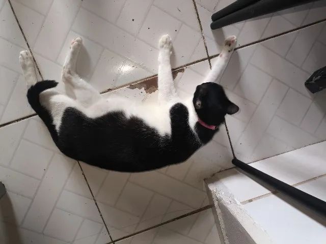 Adoção Responsável  - Foto 5