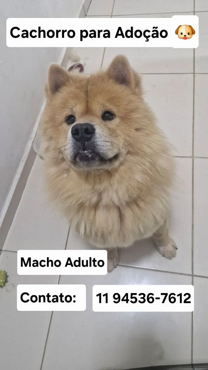 Cachorro Macho para Adoção 