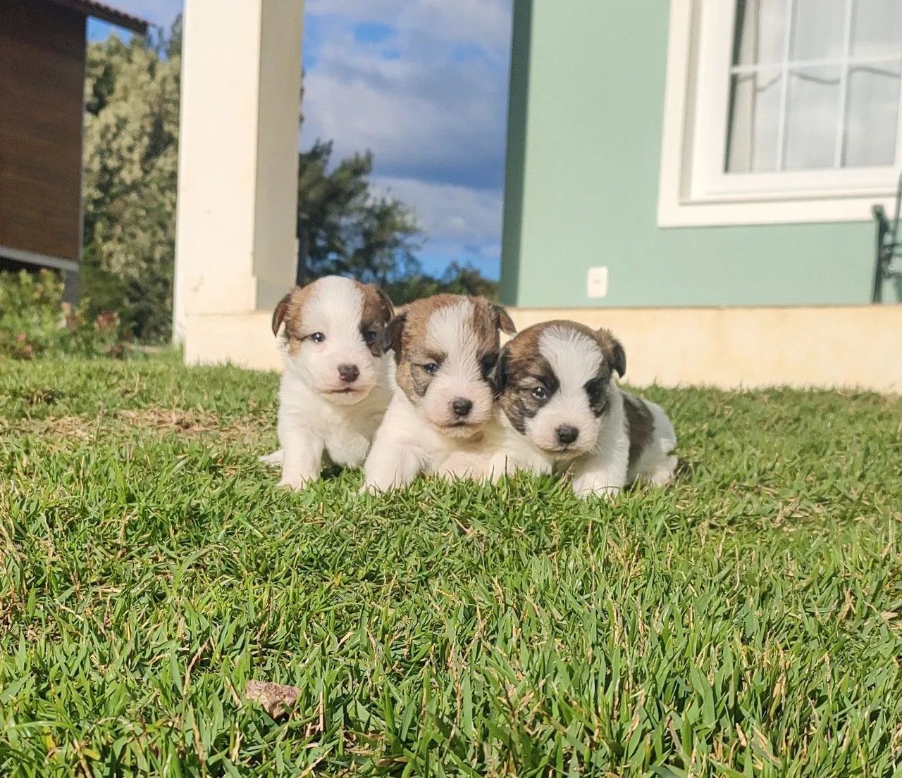 Jack Russell Terrier 