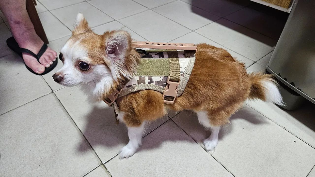 Peitoral tático ajustável para gatos / cães pequenos