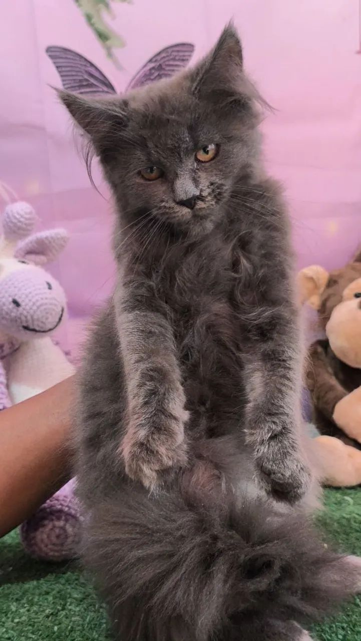 Maine Coon  - Foto 3