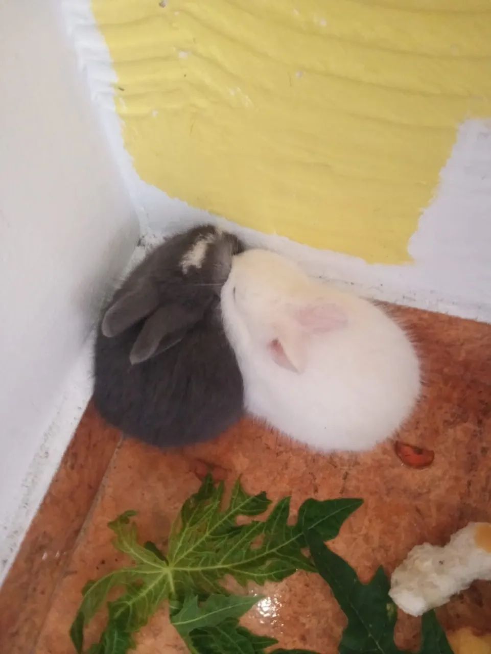 Filhotes de coelhos  - Foto 2