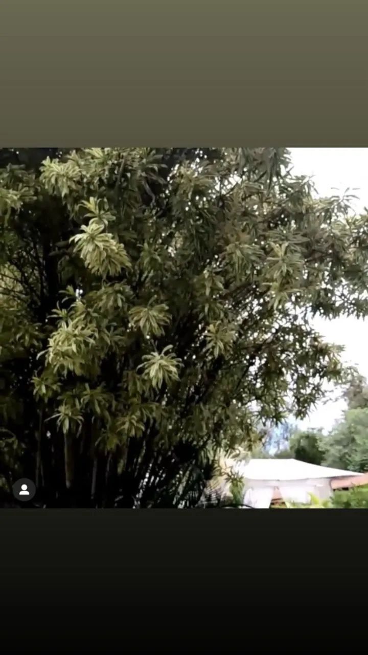 Vendo Sítio Excelente Oportunidade - Foto 5