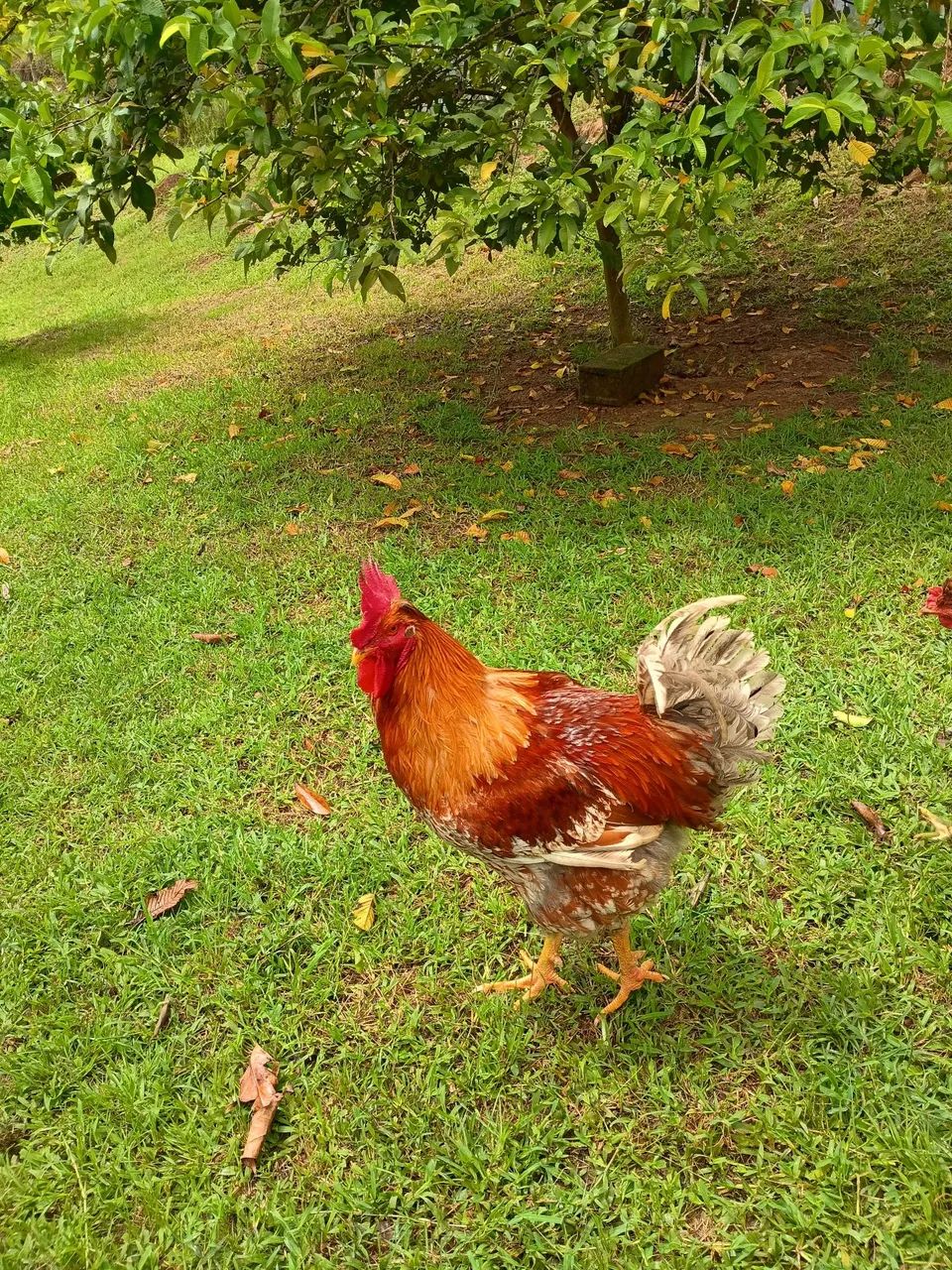 Frango GSB Balão  - Foto 3