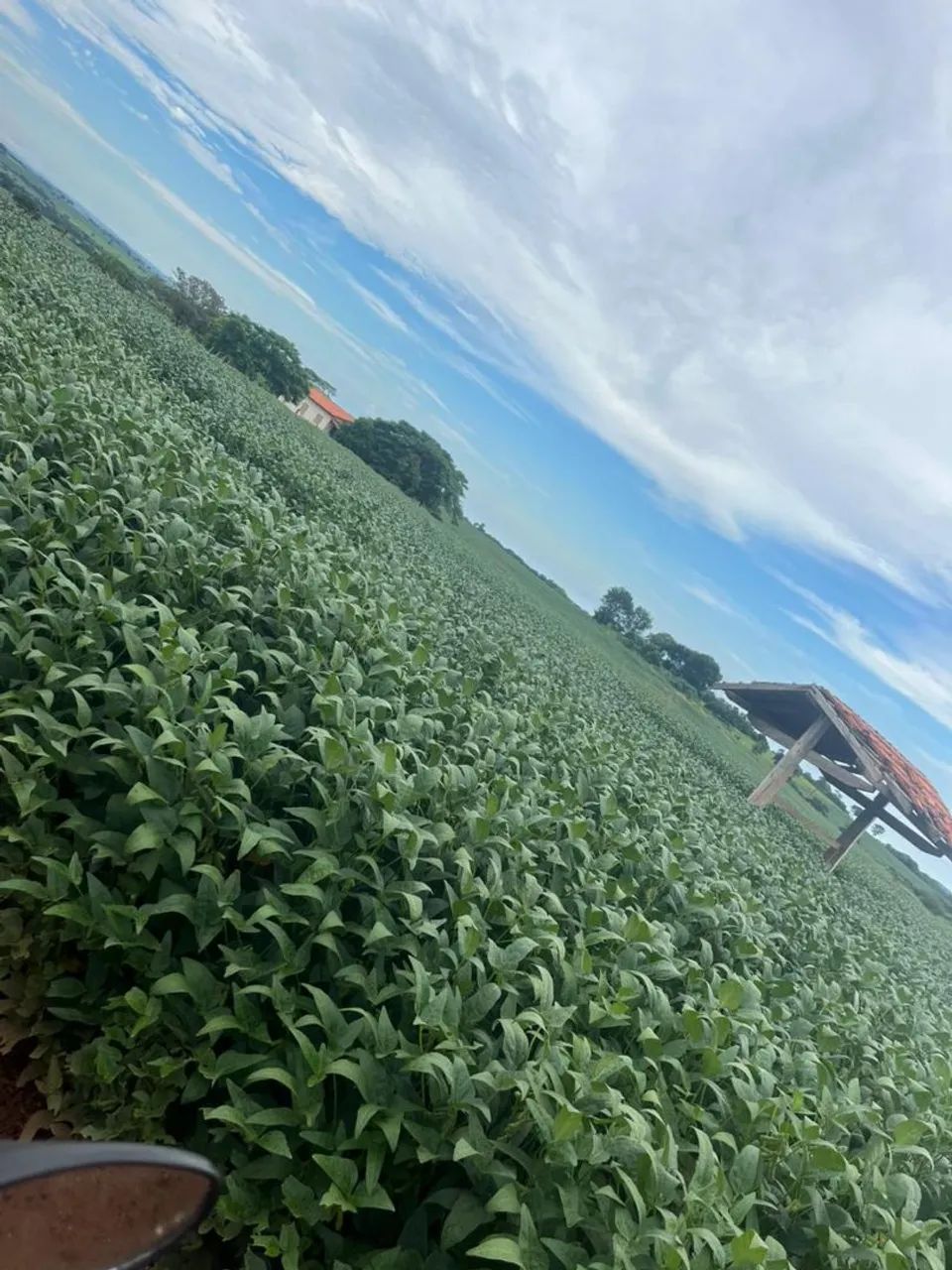 Fazenda 55 Alqueires - Lavoura! - Foto 4