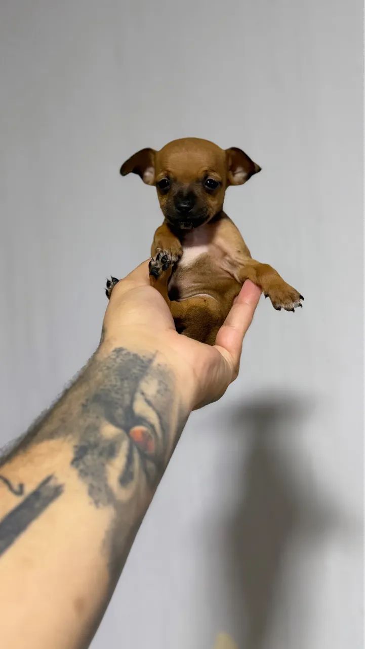 Pinscher machos miniatura  - Foto 6