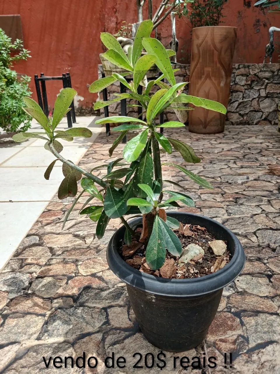 Plantas do deserto  - Foto 2