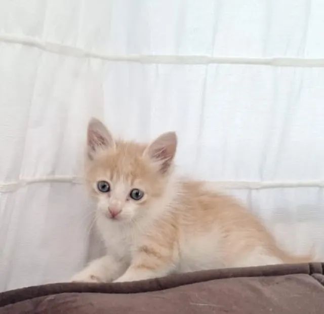 Gatinha laranja filhote 