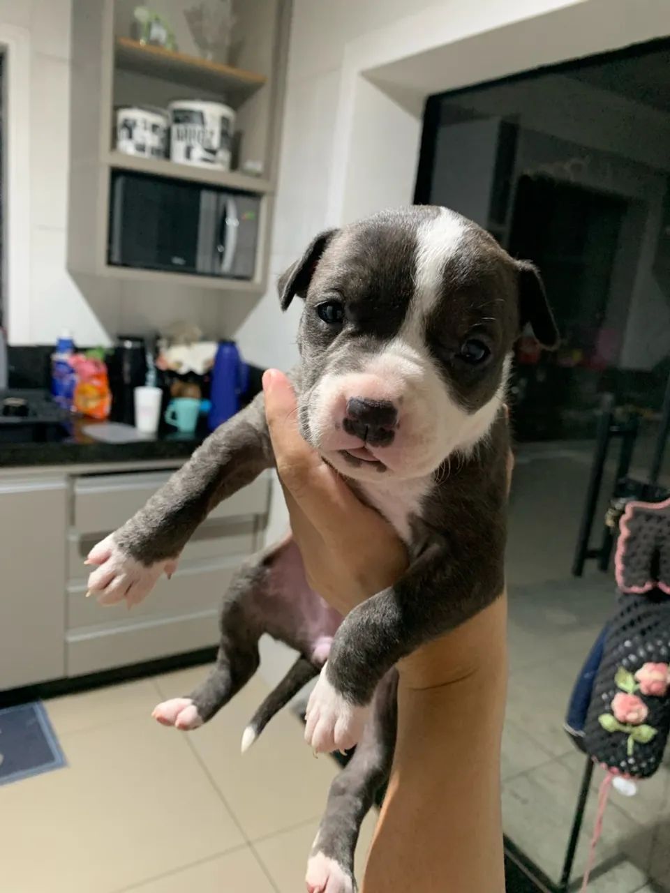 Filhotes de pitbull - Foto 4