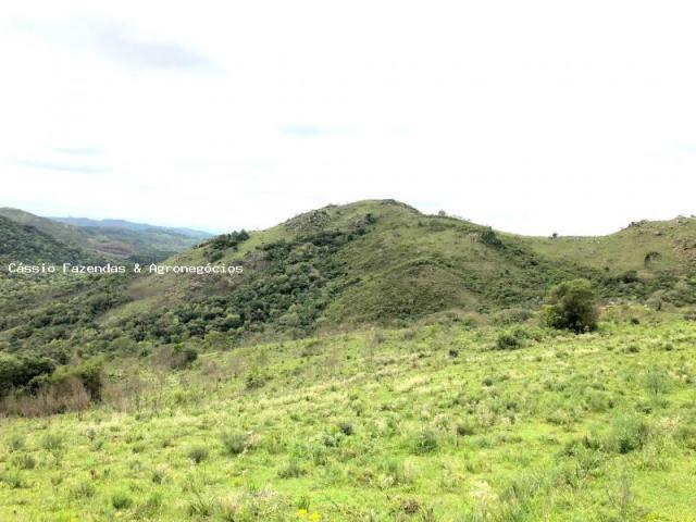 Fazenda para venda em encruzilhada do sul, interior - Foto 6