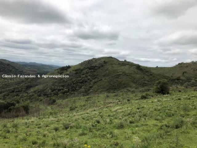 Fazenda para venda em encruzilhada do sul, interior - Foto 3