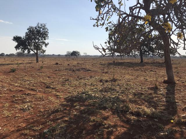 Fazenda 1.240 hectares á venda em jangada - Foto 10