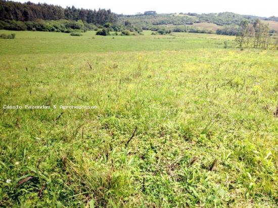 Fazenda para venda em encruzilhada do sul, interior - Foto 2
