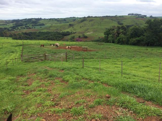 Fazenda rural à venda em Roncador - PR - 52 alqueires. - Foto 3