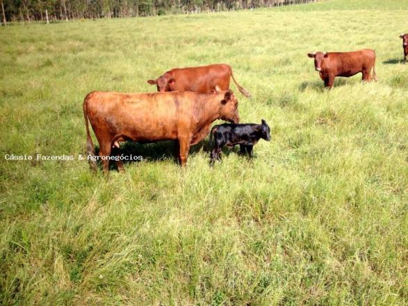 Fazenda para venda em encruzilhada do sul, interior