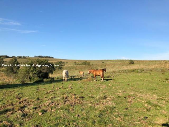 Fazenda para venda em encruzilhada do sul, interior - Foto 8