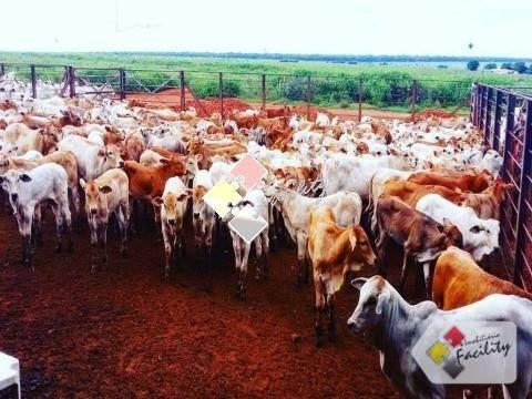 Fazenda rural à venda, centro norte, cuiabá - . - Foto 3