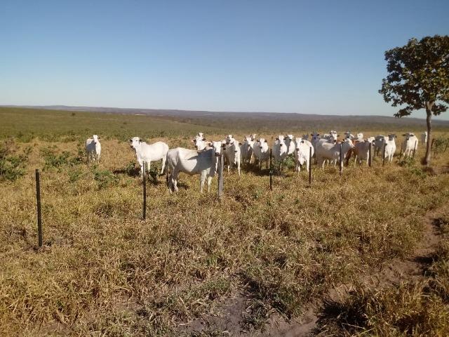 Fazenda para Pecuária 1.940 hectares na Estrada do Manso 50 km Cuiabá - Foto 10